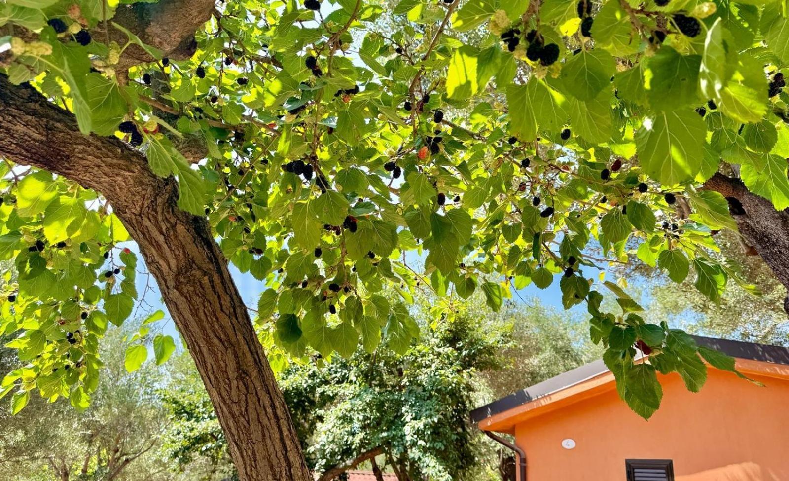 Villaggio Alberghiero Da Pepe Marina di Camerota Esterno foto